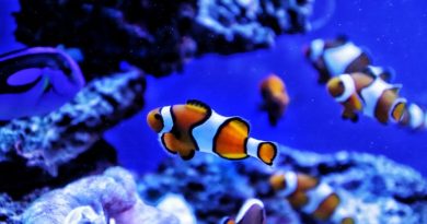 Salt Water Fish in Aquarium - Beginner's Guide to Building an Aquarium