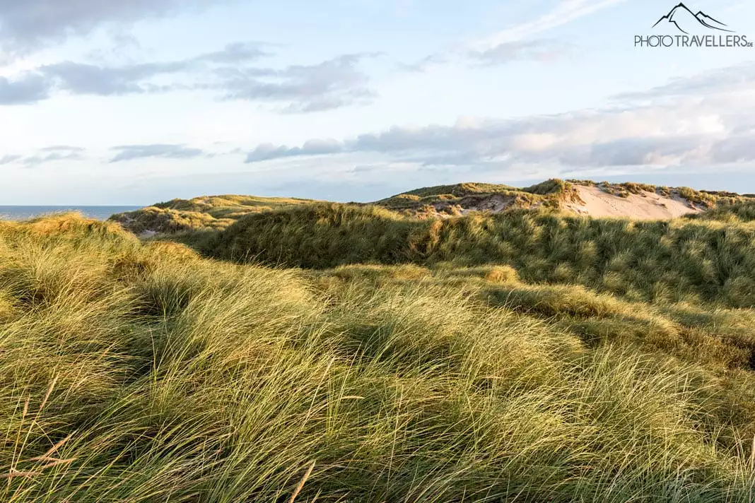 Die Dünen am Henne-Strand im Morgenlicht