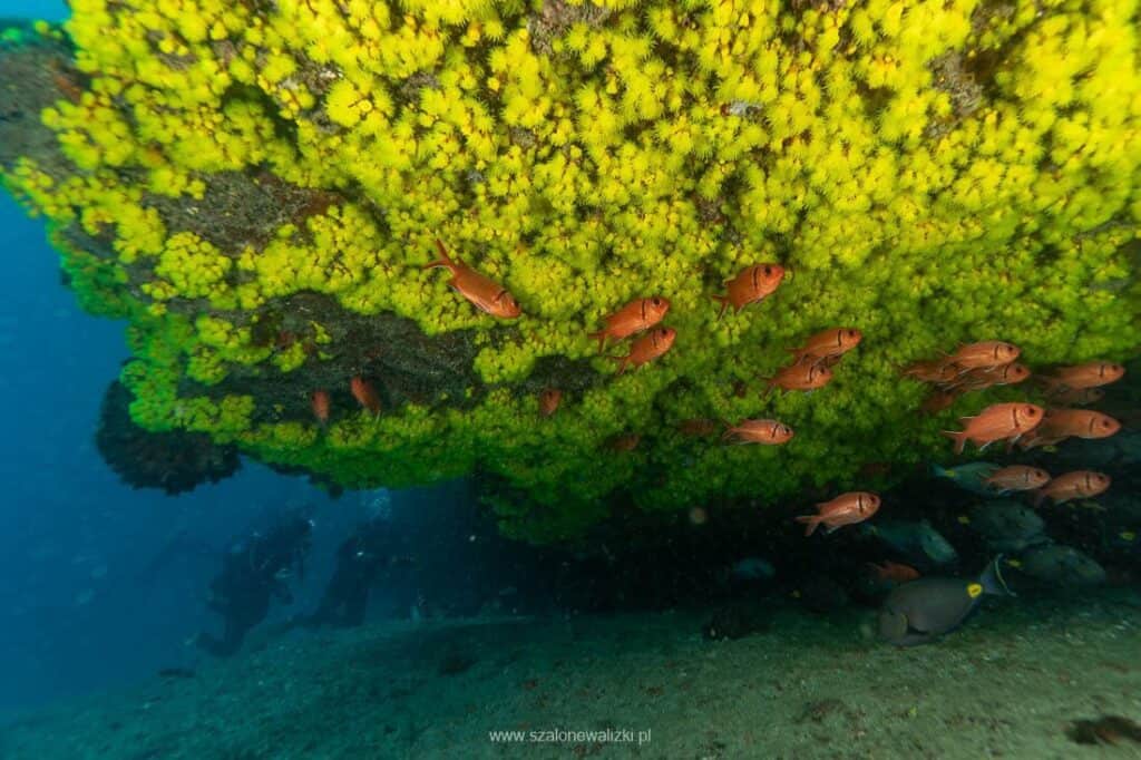 nurkowanie na cabo verde