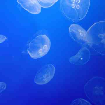 Jellyfish