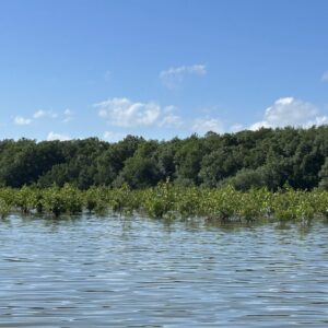 Gemeinsames Mangroven-Projekt von GNF und der TUI Care Foundation