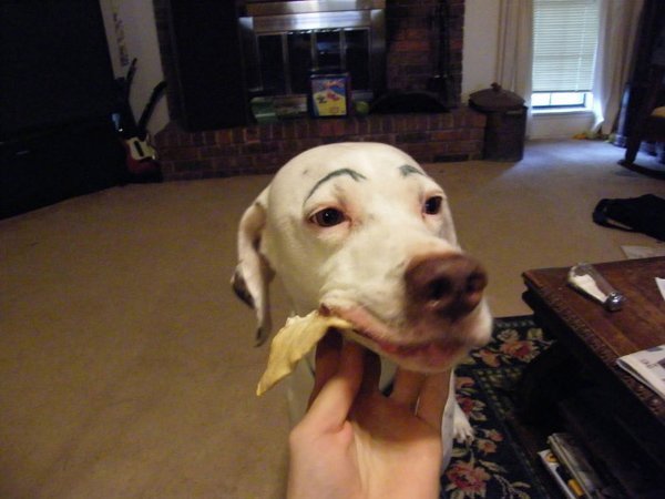 chien-avec-sourcils3