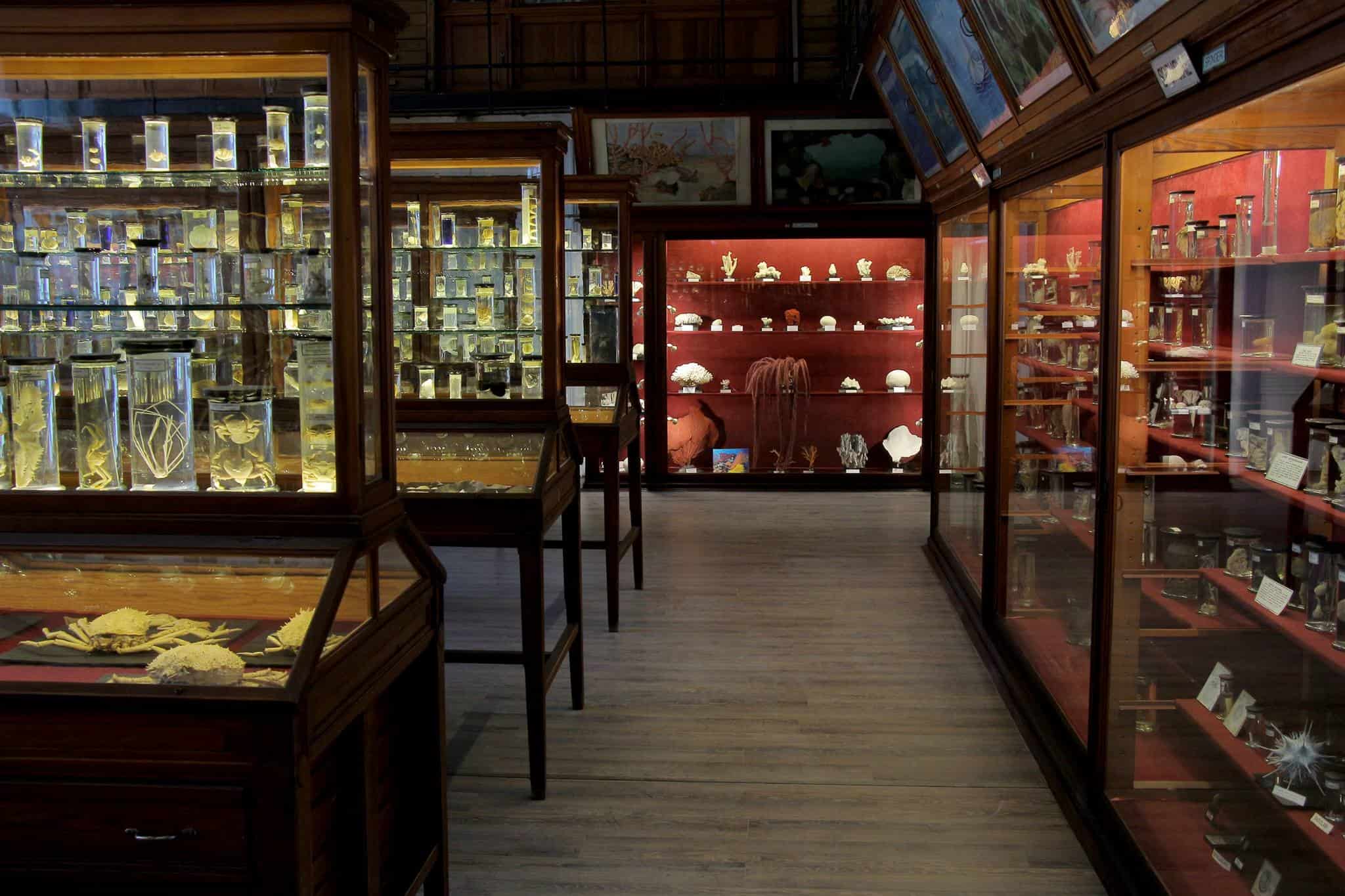 muzeul zoologic cluj-napoca exponate