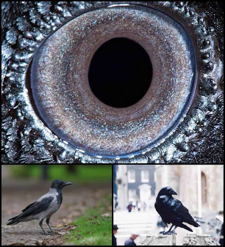 ochi de cioara gokid