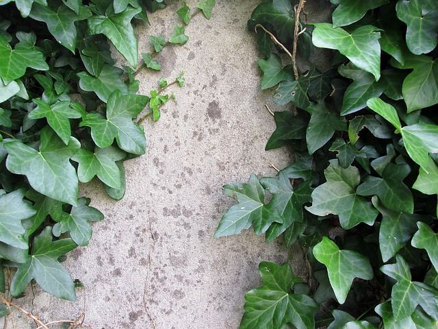 English Ivy Plants On Wall