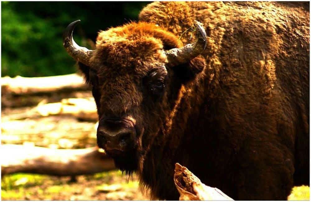 Zimbraria Neagra Bucsani zimbru Zimbraria Neagra Bucsani zimbru 2