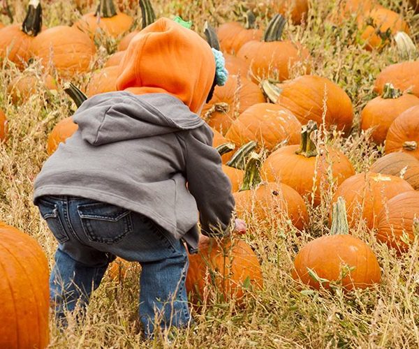 LittleKid Picking Pumpkin At The Pumpkin Patch Fall Festival in London