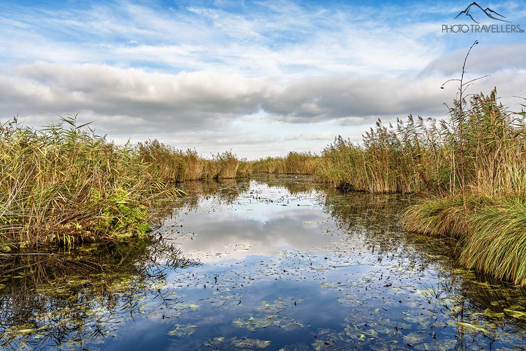 Ein Wasserlauf im Naturschutzgebiet Zouweboezem
