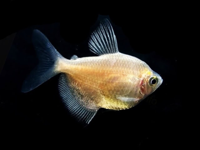 Trauermantelsalmler White Gymnocorymbus ternetzi