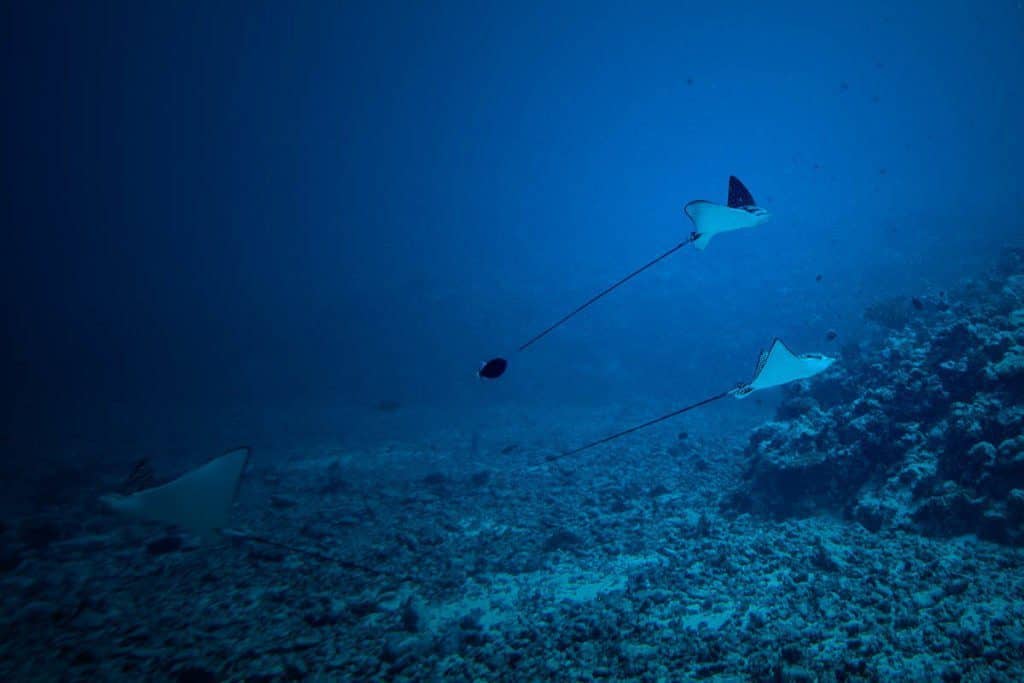 nurkowanie na palau filmowa relacja