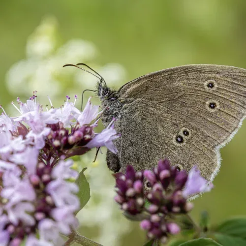 Europäische Kampagne für Biodiversität in Unternehmen – EBBC
