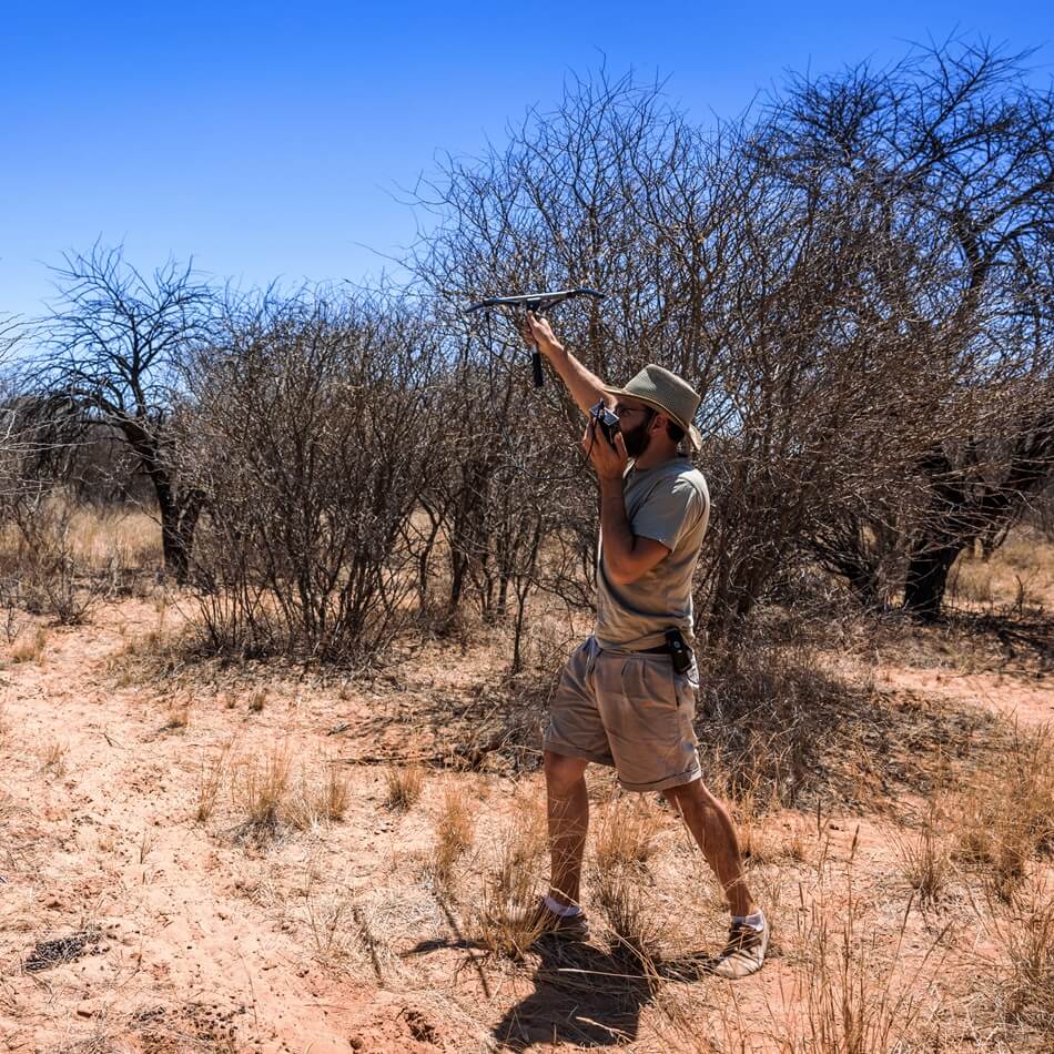 Person using telemetry to track a pangolin in the Kalahari