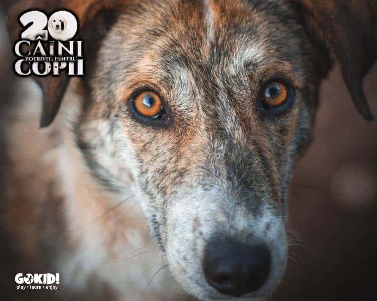 metis corcitura caini pentru familii cu copii