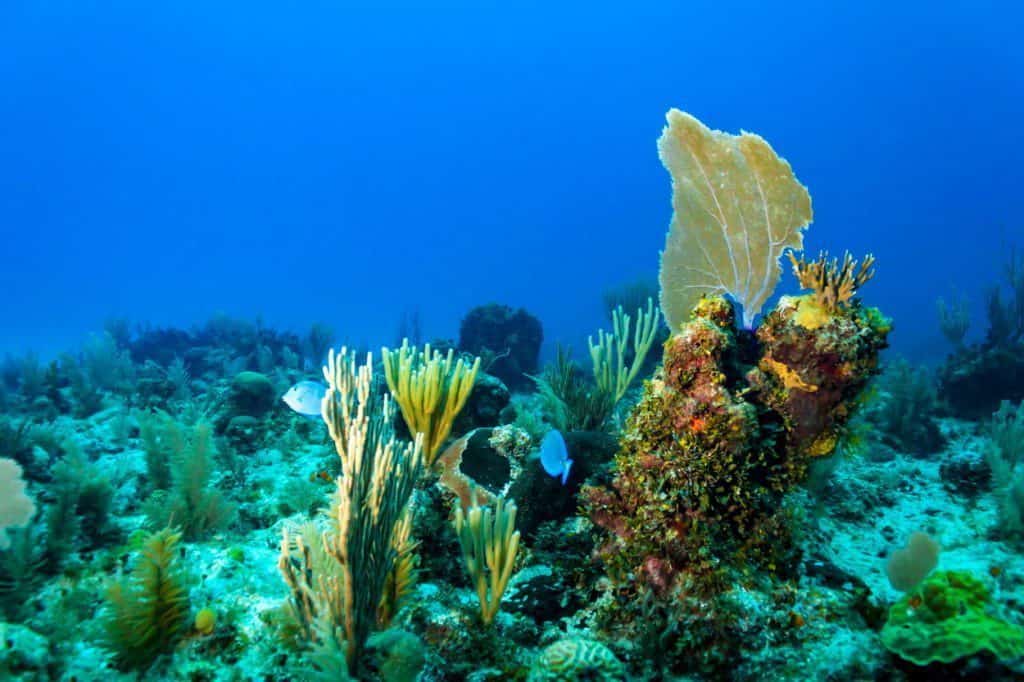 podwodny świat na Kubie