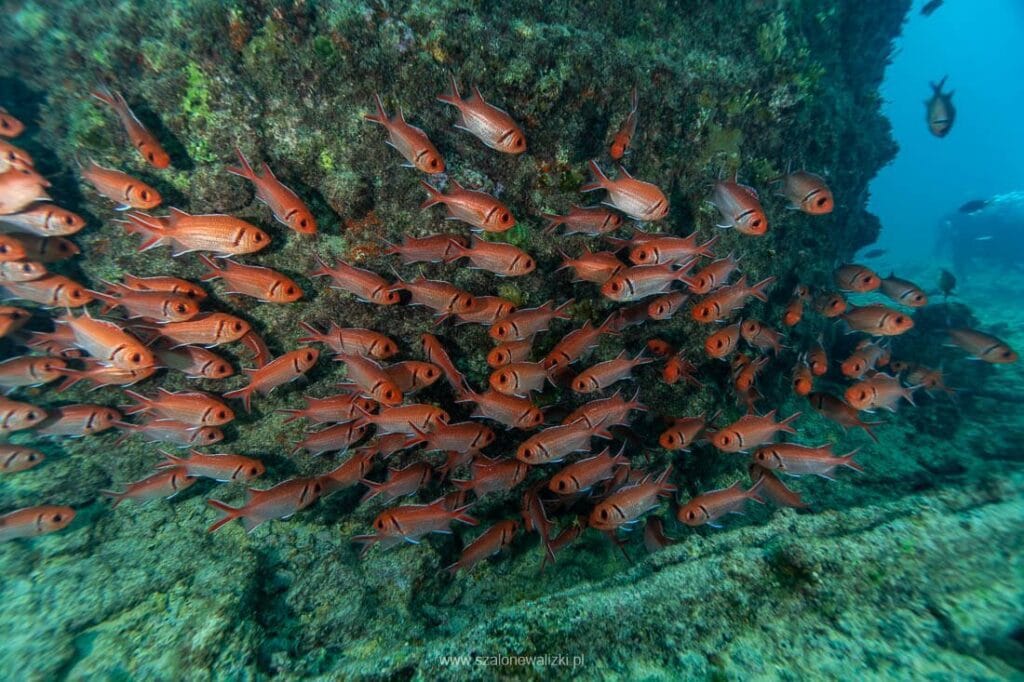 nurkowanie na cabo verde
