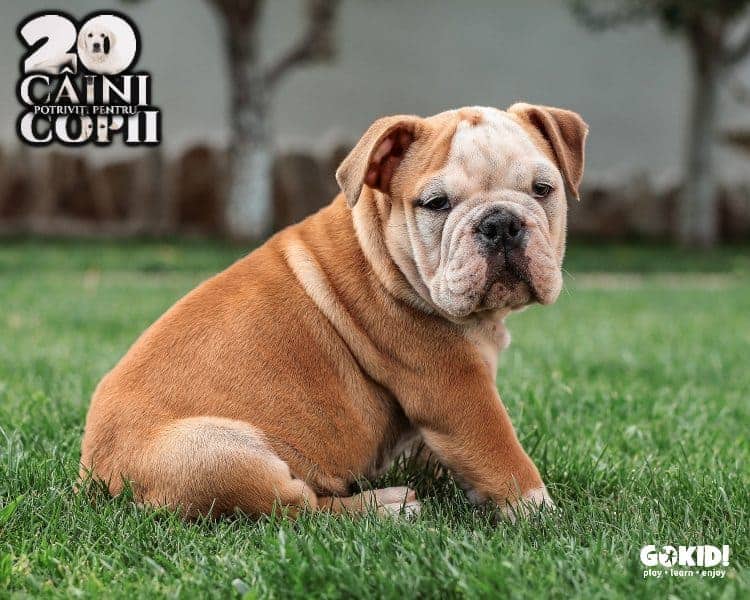 bulldog englez caini pentru familii cu copii