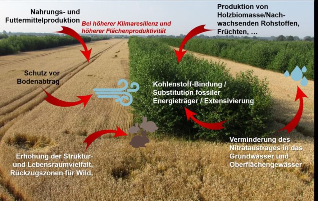 Infografik der Vorteile von Agroforstsystemen mit Fokus auf Nachhaltigkeit und Umweltschutz.