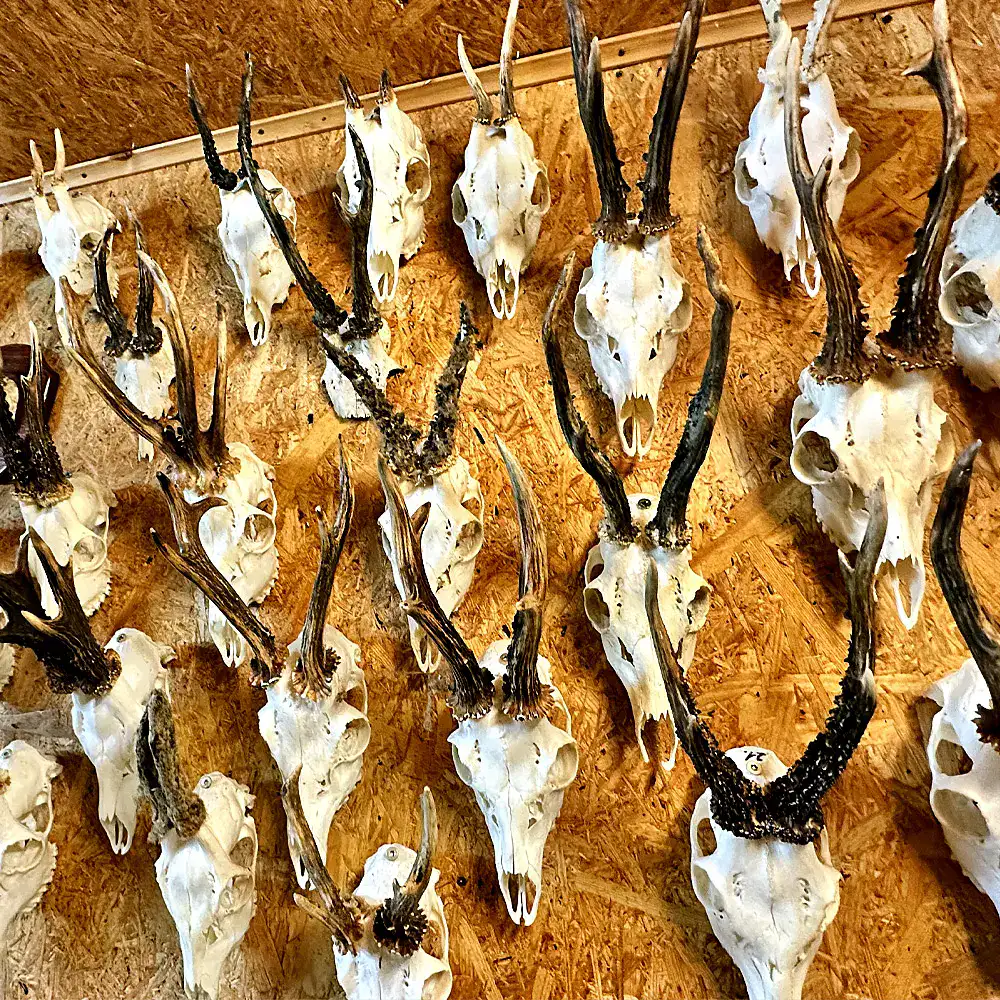Rehbock-Trophäen – erfolgreiche Jagd mit JAGD TOTAL Rehbock-Trophäen an der Wand – Sammlung von Böcken aus europäischen Jagdrevieren