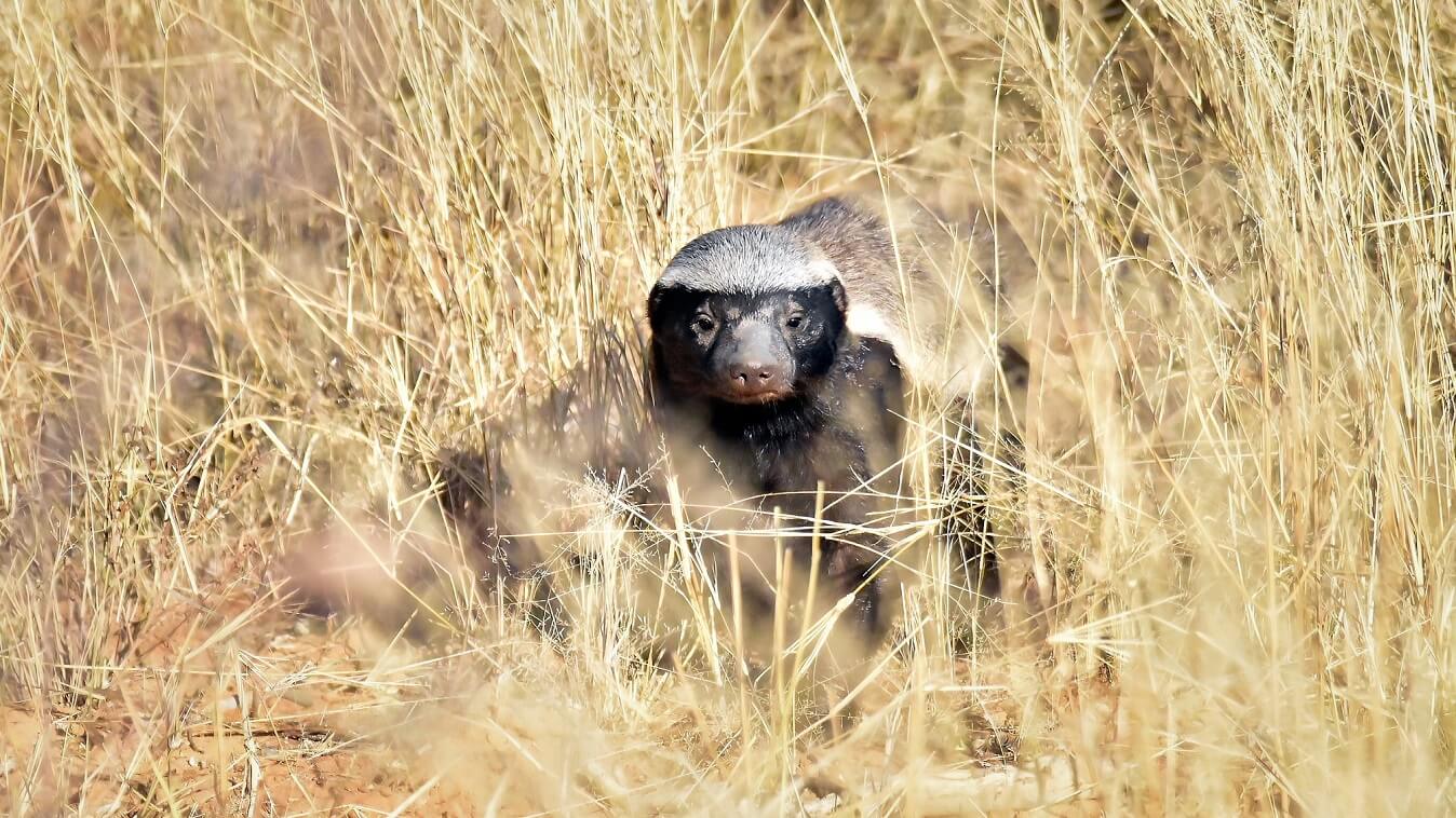 Honey-badger Privacy Policy