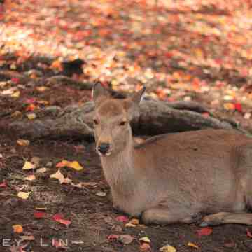 img_6694%e6%8b%b7%e8%b2%9d