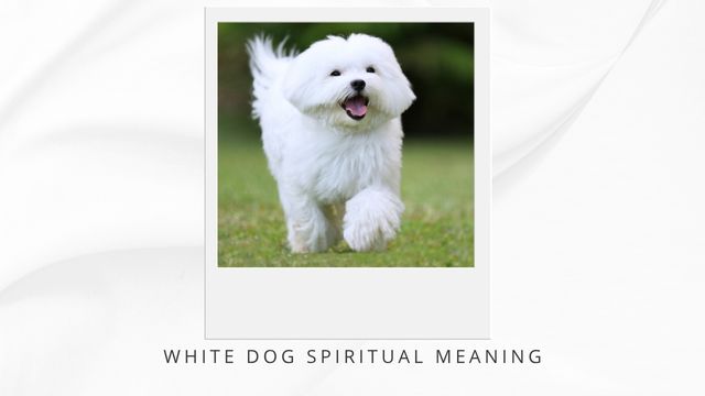 SPIRITUAL MEANING OF A DOG CROSSING YOUR PATH OR SEEING A WHITE DOG 4 white dog spiritual meaning