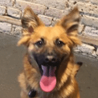 Baily, a dog from minneapolis, after training with go anywhere dog