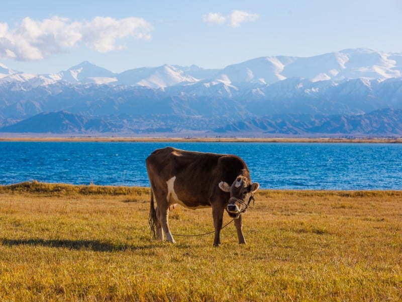 Kuh - Issyk-Kul-See - Kirgistan