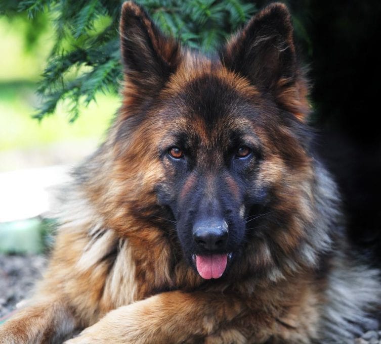 The Top 10 Ways to Keep Your German Shepherd Dog Healthy - dog watching while sitting