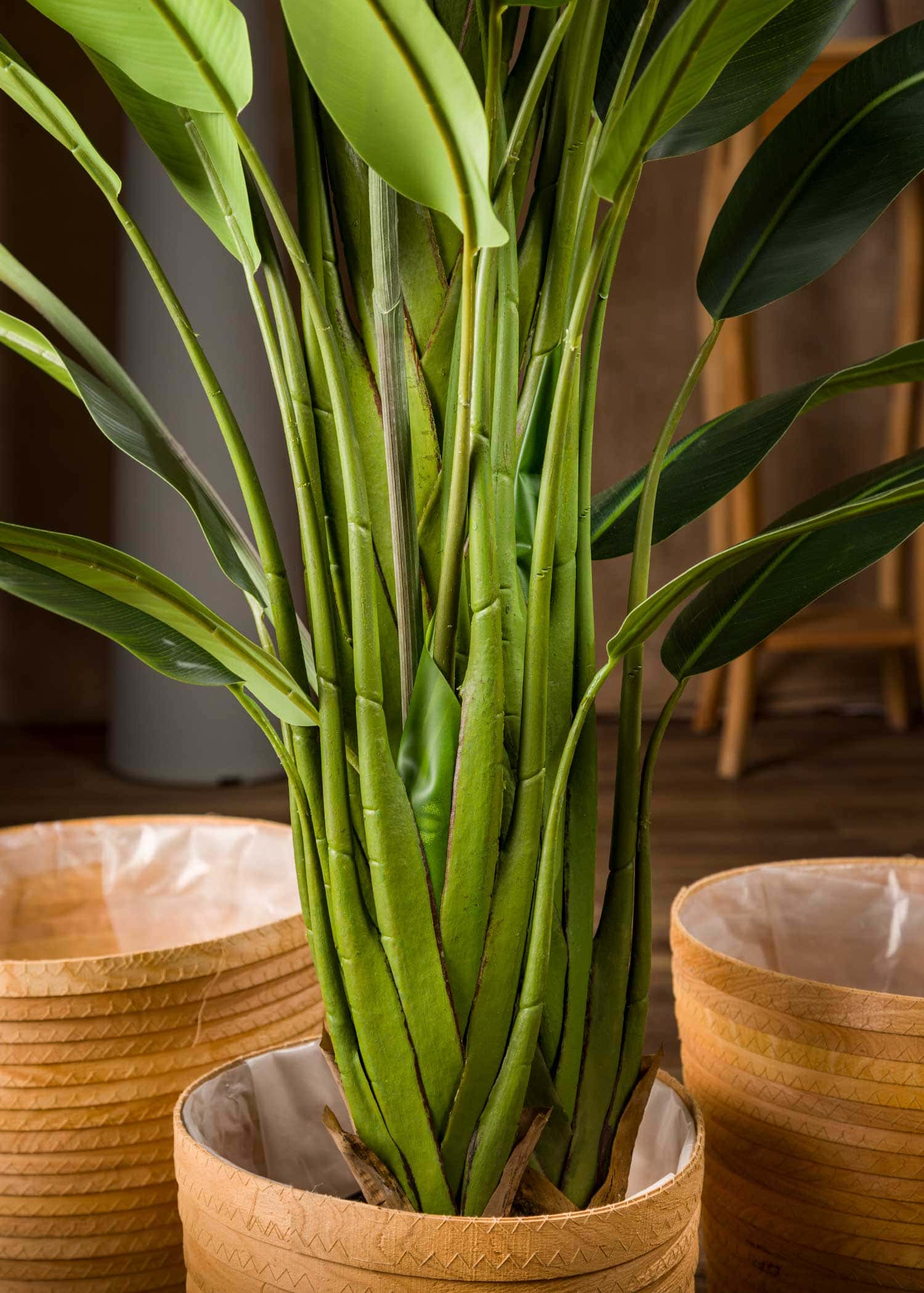 pianta-sterlizia-artificiale-grande-tronco