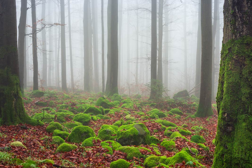 Moosbewachsene Granitblöcke mitten im Wald