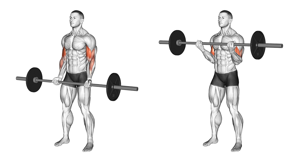 Best Bicep Exercises