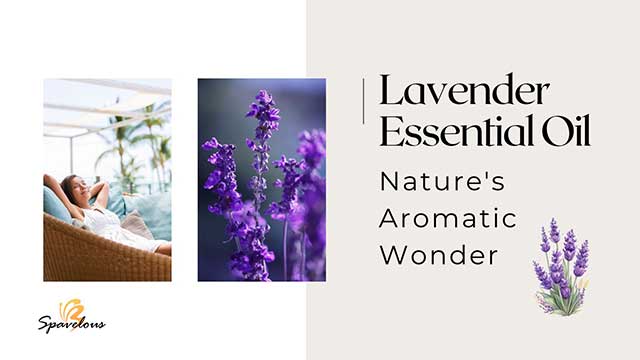 PURE LAVENDER ESSENTIAL OIL: CROWN JEWEL OF AROMATHERAPY 3 basics of lavender essential oil