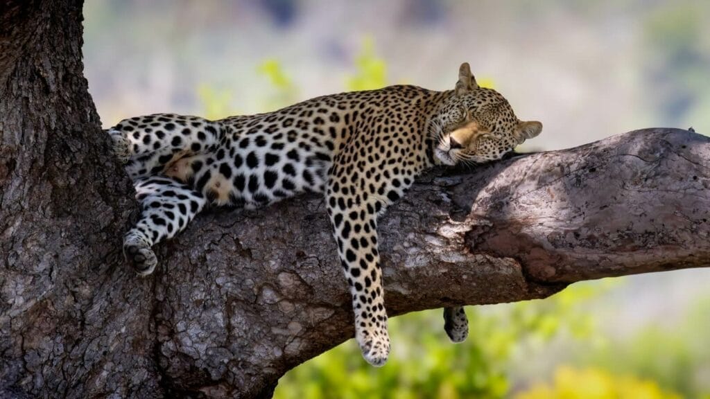 Master of Disguise - Sleeping Leopard Blends into Tree Leopard camouflaged in a tree, taking a midday nap