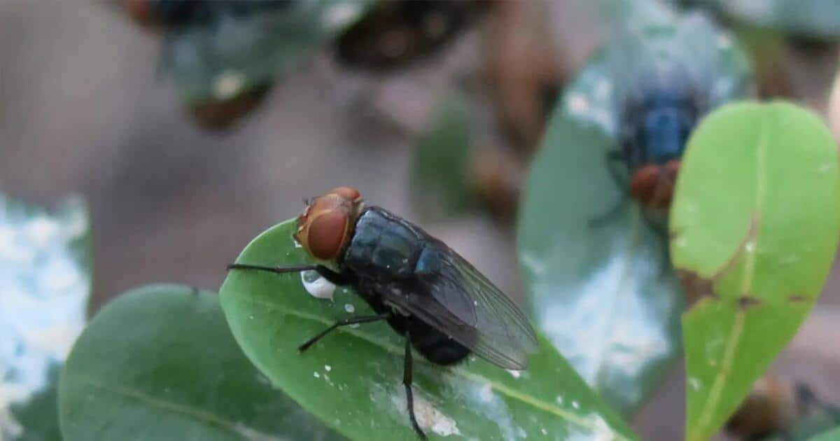 A blue-green fly with orange eyes rests on a green leaf, possibly a sign of a New World Screwworm, a man-eating bug, near the Texas border. The fly is surrounded by blurred green leaves, indicating a potential livestock infestation risk.
