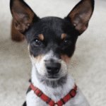 Hawkeye from minneapolis in his off leash puppy training class using positive reinforcement training and socialization.