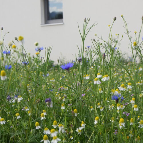 Natural company premises