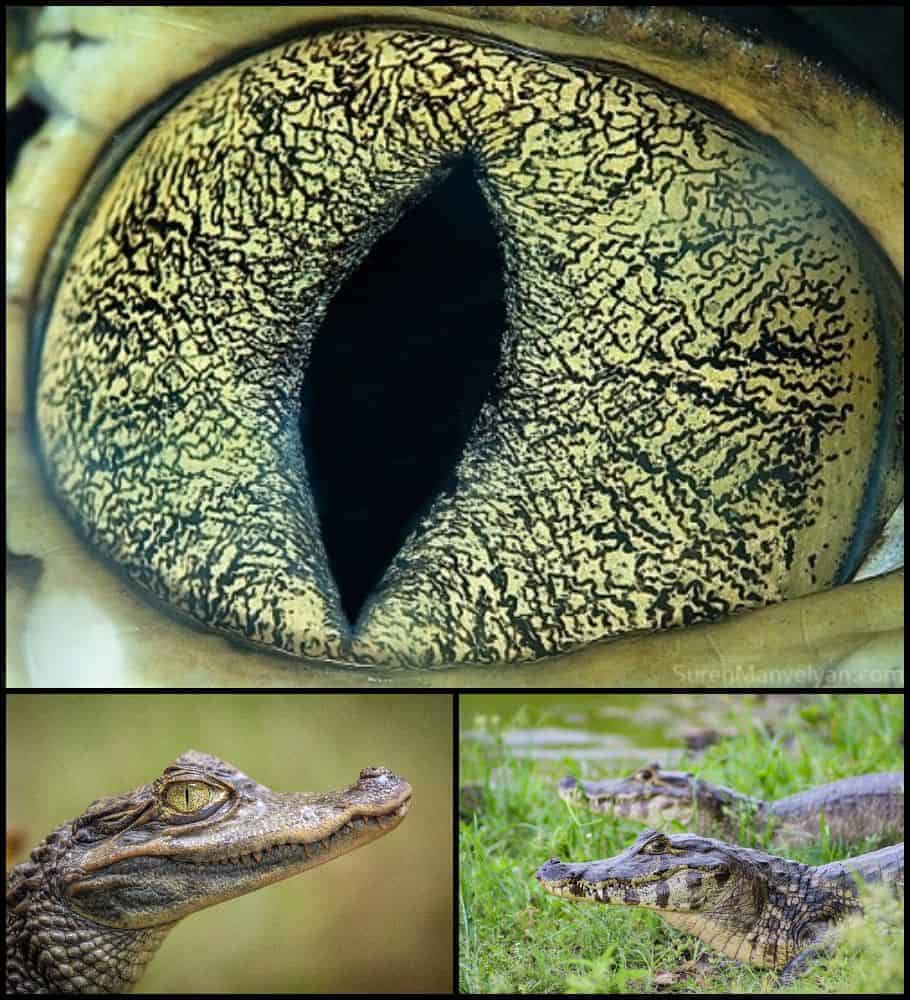 ochi de caiman gokid