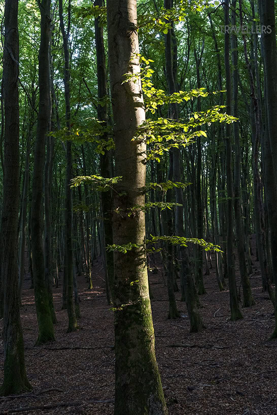 Der schöne Wald im Nationalpark Jasmund auf Rügen