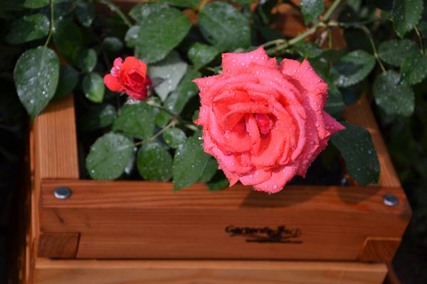 Pflanzkasten mit Rose