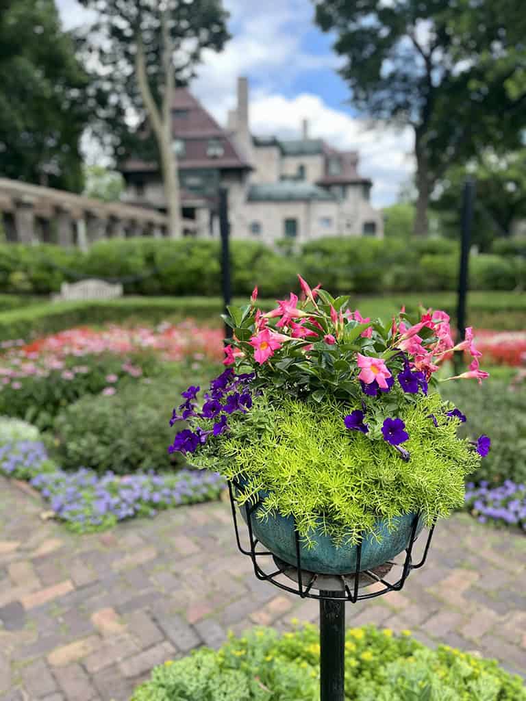 image-20250718-202530-301dbe84_sm Vibrant pink and purple petunias in a garden at The History Museum with historic buildings and lush greenery in the background.