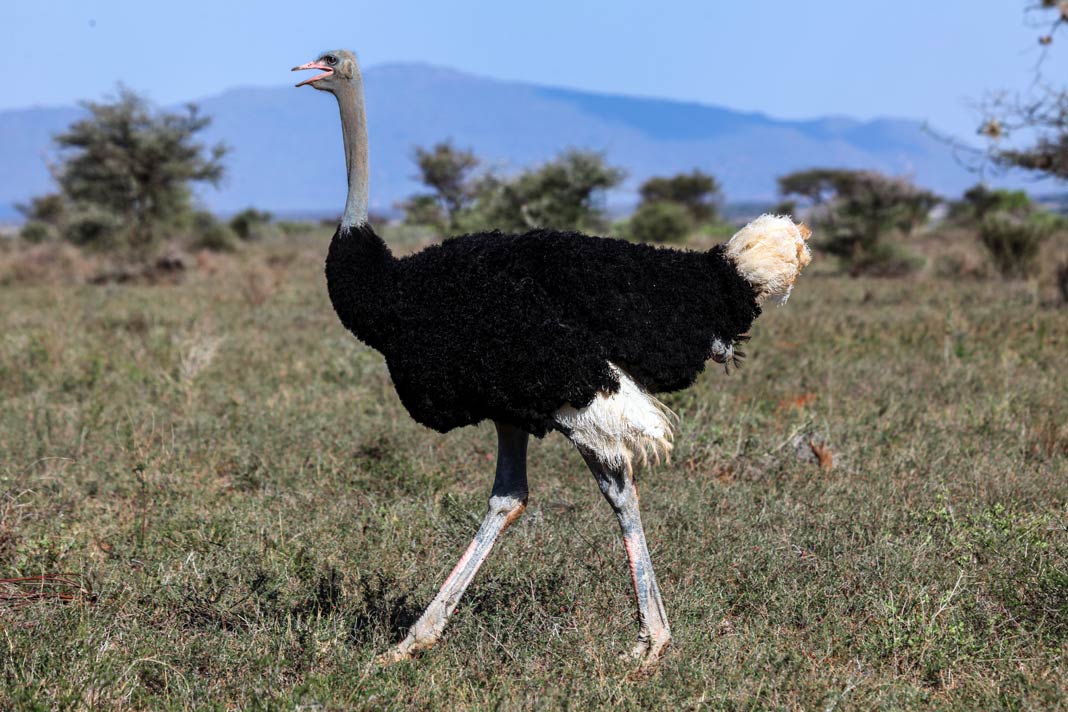 Ein Strauß im Samburu Nationalreservat in Kenia