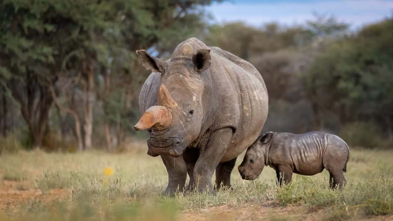 kalahari-rhino-cow-calf-conservation Rhino mother with her calf, Kalahari Desert