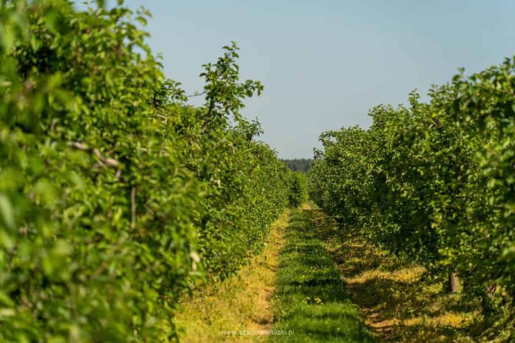 wiejskie klimaty mazowsza