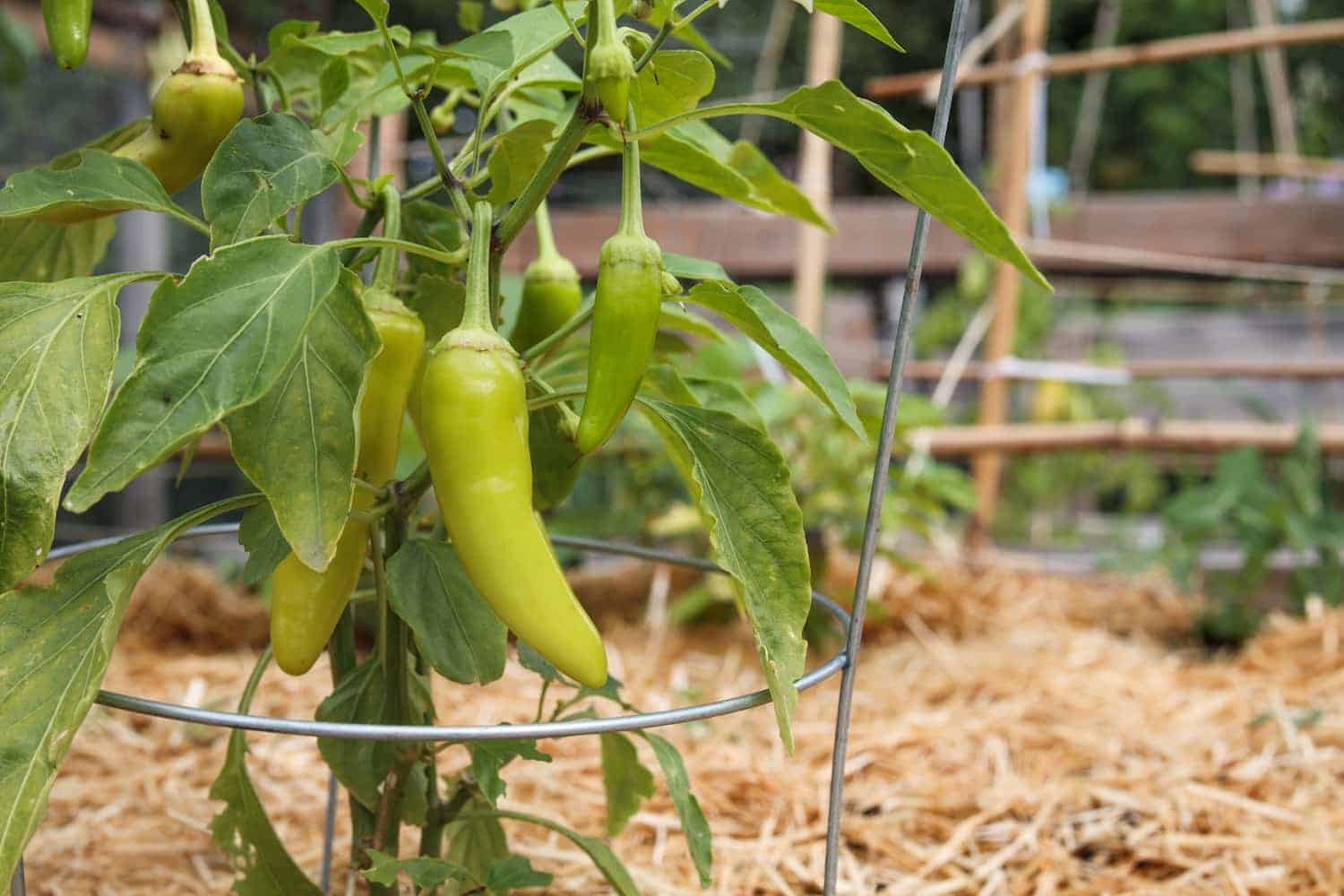 A close-up of a pepper plant with several light green banana peppers growing, supported by a wire cage in a garden with straw mulch and wooden structures in the background.