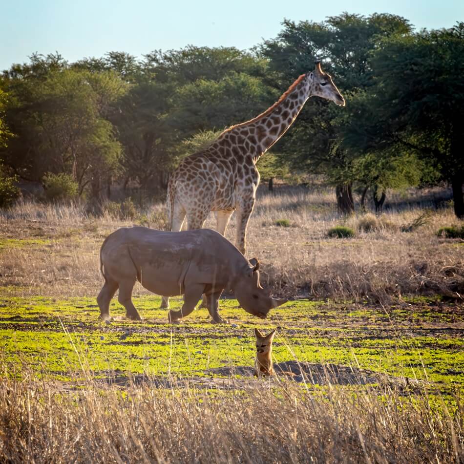 Cape fox, black rhino, and giraffe in the Kalahari Desert