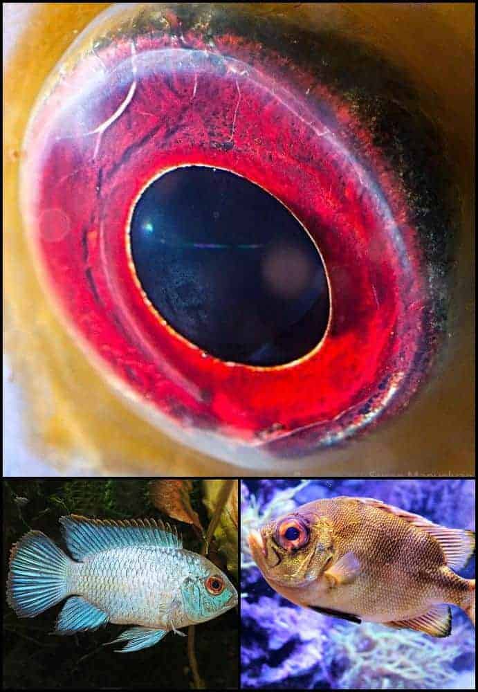 ochi de peste acara gokid