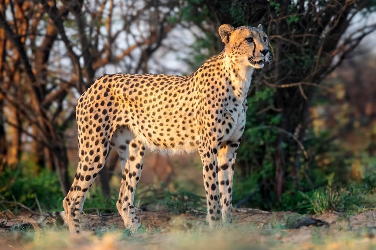 Cheetah Profile - Kalahari Predator Side profile close-up of a cheetah, with vibrant colors and focused gaze.