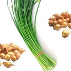 arpagic chive civette erba cipollina cebollino Schnittlauch legume ordonate alfabetic