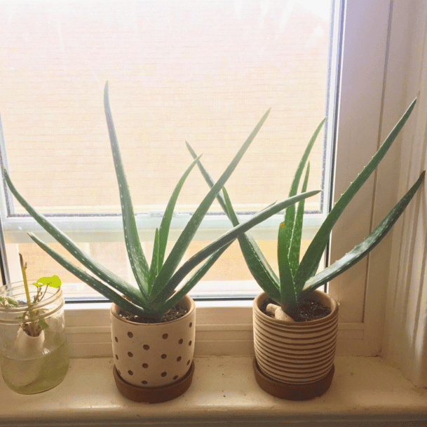 BEST PLANTS FOR KITCHEN GARDEN WINDOW visual data 4