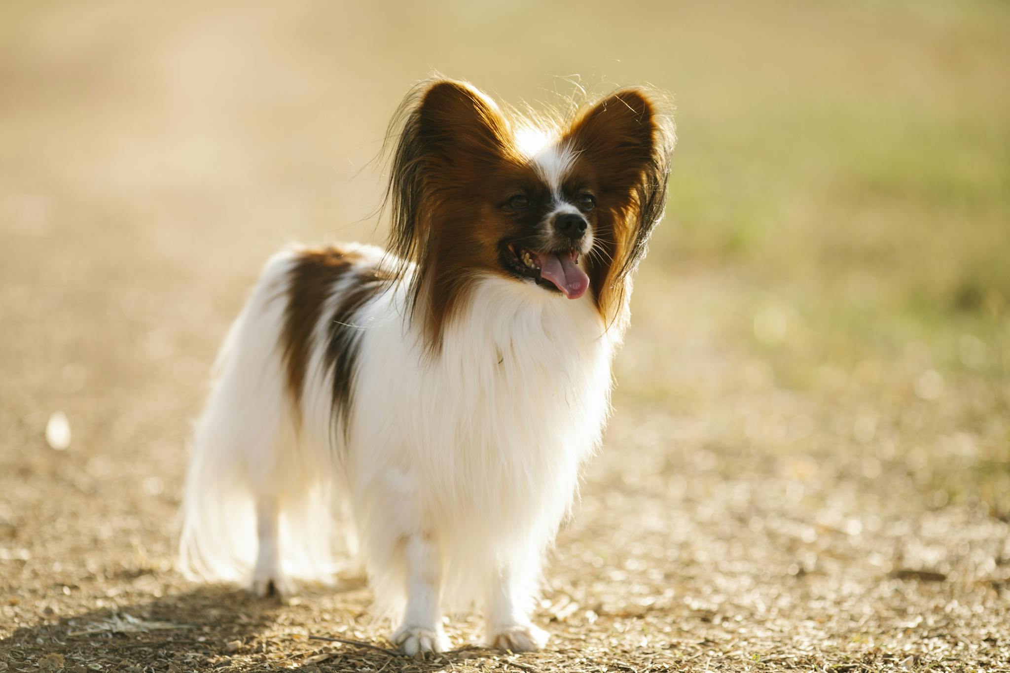 Adorable Papillon dog standing on a path in sunlight, exuding joy and cuteness.